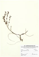 藏品(短柄金絲桃)的圖片